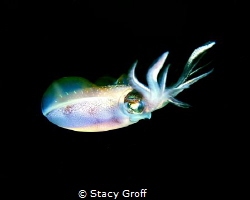 Caribbean Reef Squid taken at the house reef at Sunscape ... by Stacy Groff 